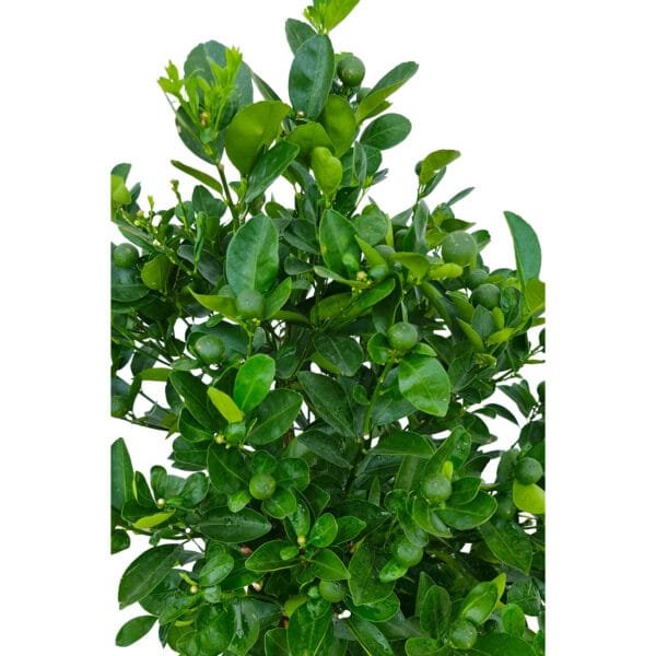 Citrus Mandarin Tree