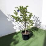 Clitoria Ternatea - Butterfly Pea