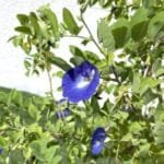 Clitoria Ternatea - Butterfly Pea
