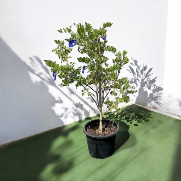 Clitoria Ternatea - Butterfly Pea