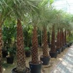 Copernicia Pruniferea - Wax Palm
