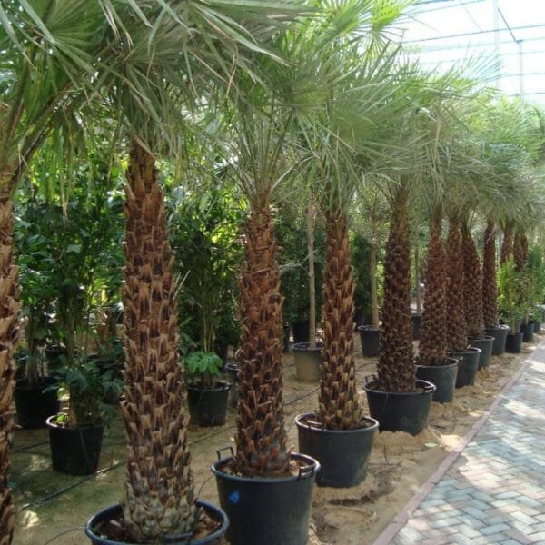 Copernicia Pruniferea - Wax Palm