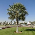 Copernicia Pruniferea - Wax Palm