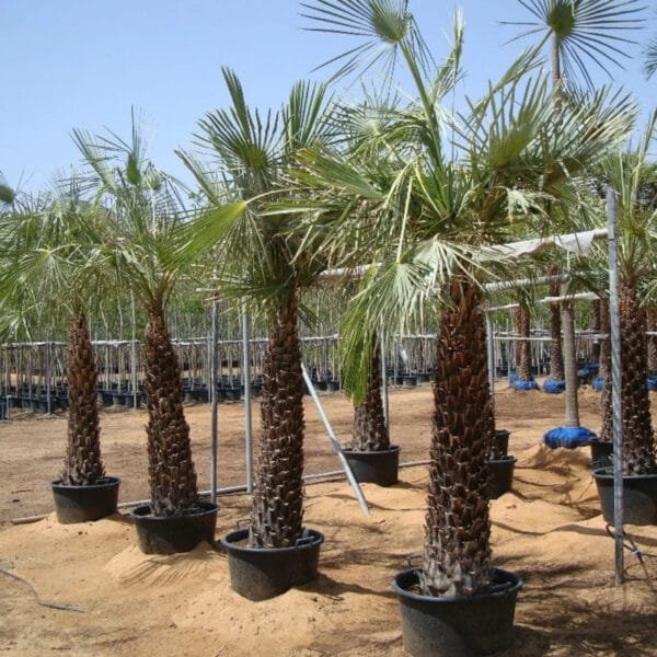 Copernicia Pruniferea - Wax Palm