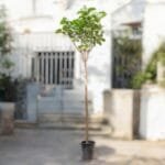 Cordia Sebestena - Orange Geiger Tree