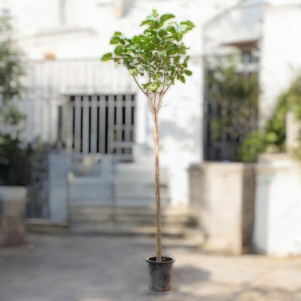 Cordia Sebestena - Orange Geiger Tree