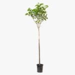 Cordia Sebestena - Orange Geiger Tree