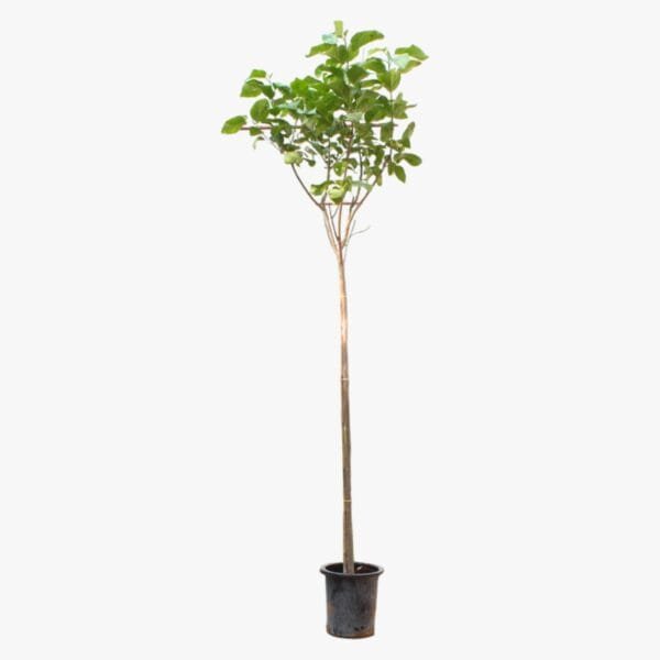 Cordia Sebestena - Orange Geiger Tree