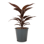 Cordyline Fruticosa Mambo - Hawaiian Ti Plant - Good luck plant
