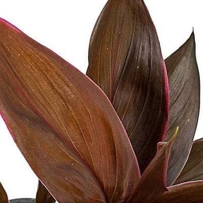 Cordyline Fruticosa Mambo - Hawaiian Ti Plant - Good luck plant