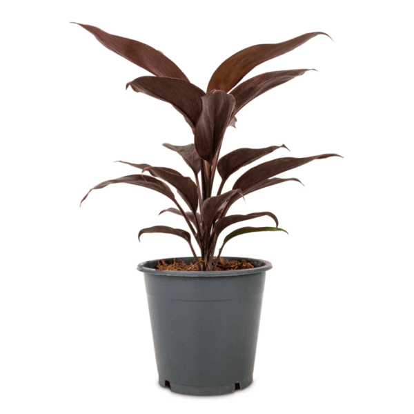 Cordyline Fruticosa Mambo - Hawaiian Ti Plant - Good luck plant