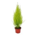 Hesperocyparis macrocarpa 'Goldcrest Wilma'