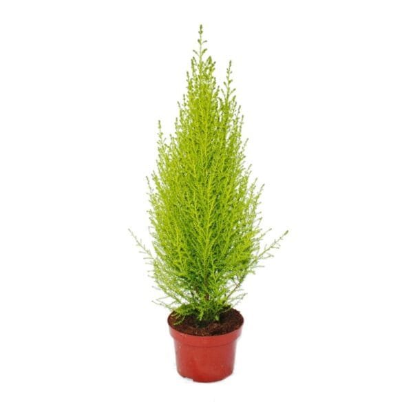 Hesperocyparis macrocarpa 'Goldcrest Wilma'