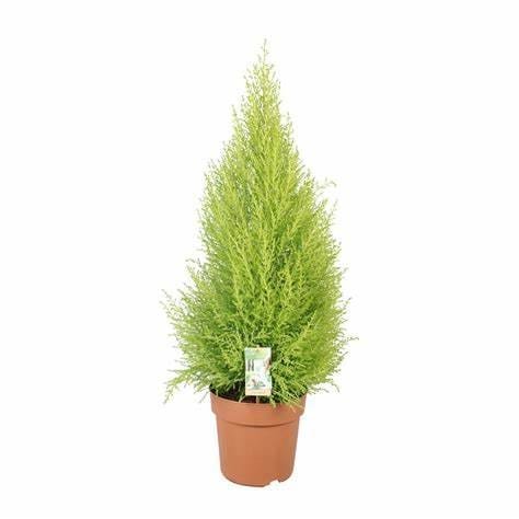 Hesperocyparis macrocarpa 'Goldcrest Wilma'