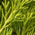 Hesperocyparis macrocarpa 'Goldcrest Wilma'