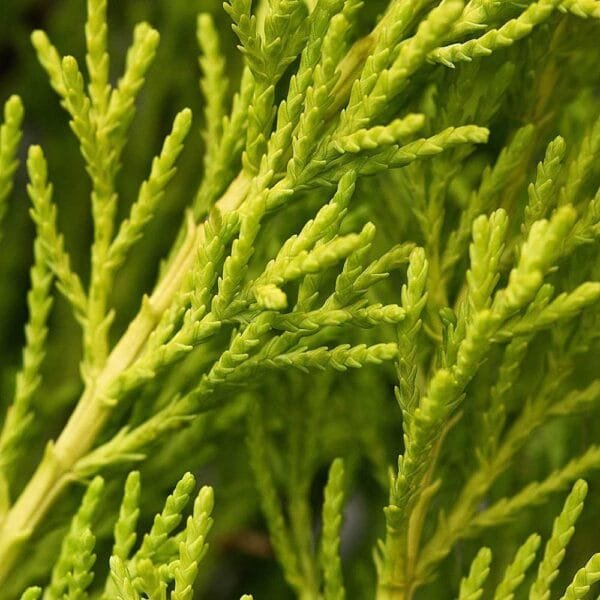 Hesperocyparis macrocarpa 'Goldcrest Wilma'