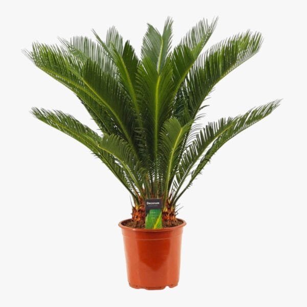 Cycas Revoluta - Sago Palm