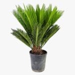 Cycas Revoluta - Sago Palm