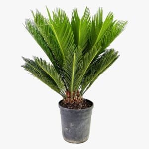 Cycas Revoluta - Sago Palm