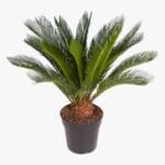 Cycas Revoluta - Sago Palm