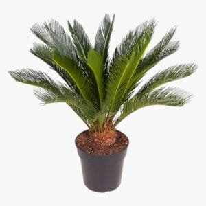 cycas-revoluta-sago-palm-3.jpg