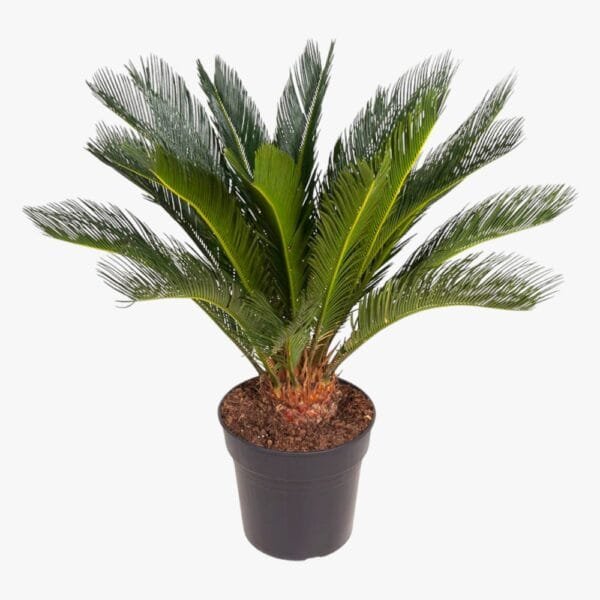 Cycas Revoluta - Sago Palm