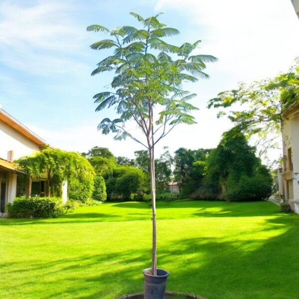 Delonix Regia - Flame Tree