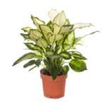 Dieffenbachia Camilla - Camellia - Dumb Cane Plant