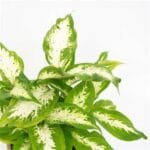 Dieffenbachia Compacta Plant