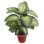 Dieffenbachia Tropic Snow Plant (Dumb Cane)