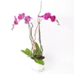 Phalaenopsis Orchid Plant Double Stem Purple Elegance in White Pot
