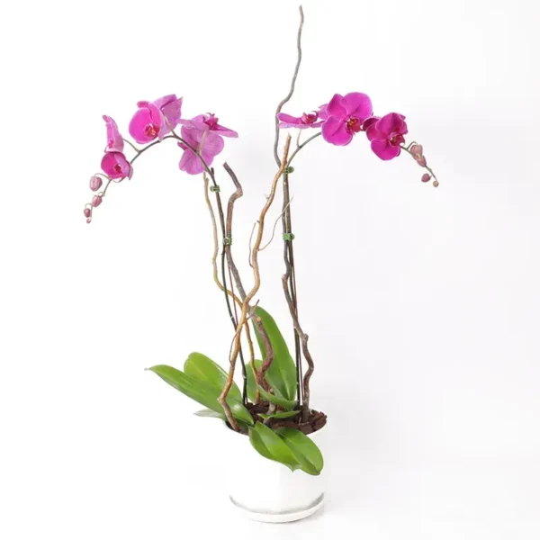 Phalaenopsis Orchid Plant Double Stem Purple Elegance in White Pot