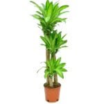 Dracaena Massangeana Plant - Mass Cane Plant or Corn Cane Plant