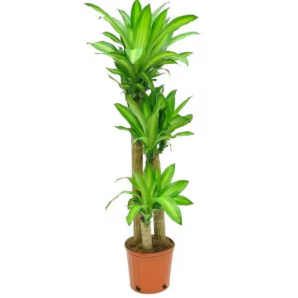 Dracaena Massangeana Plant - Mass Cane Plant or Corn Cane Plant