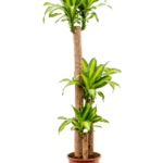 Dracaena Massangeana Plant - Mass Cane Plant or Corn Cane Plant