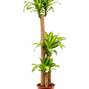 drac.-massangeana-3pp-150cm-300×300-1.png