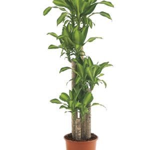 Dracaena Massangeana Plant - Mass Cane Plant or Corn Cane Plant