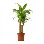 Dracaena Massangeana Plant - Mass Cane Plant or Corn Cane Plant