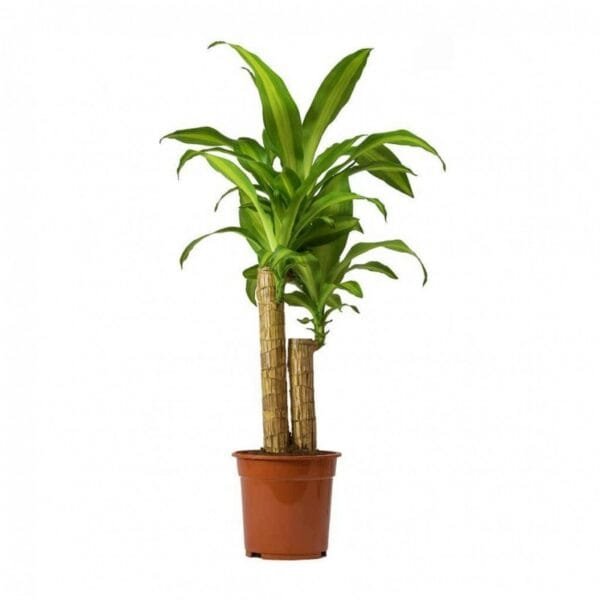 Dracaena Massangeana Plant - Mass Cane Plant or Corn Cane Plant