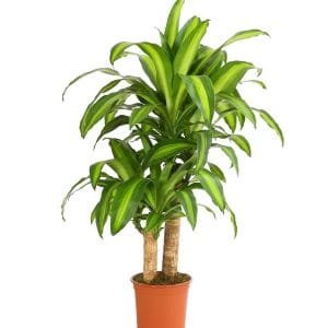 Dracaena Massangeana Plant - Mass Cane Plant or Corn Cane Plant