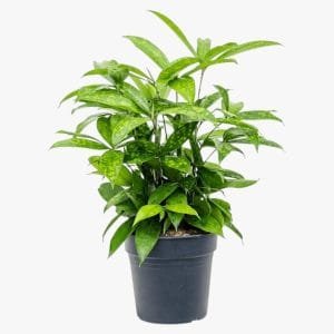 dracaena-surculosa-plant-5-300×300-1.jpg