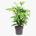 Dracaena Surculosa Plant