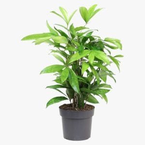 Dracaena Surculosa Plant
