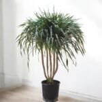 Dracena Draco Multi Stem