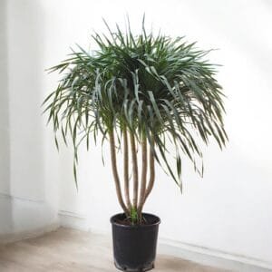 Dracena Draco Multi Stem