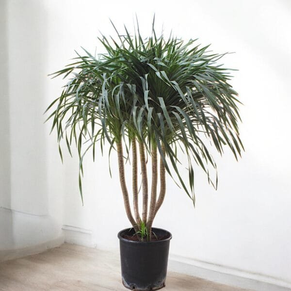 Dracena Draco Multi Stem