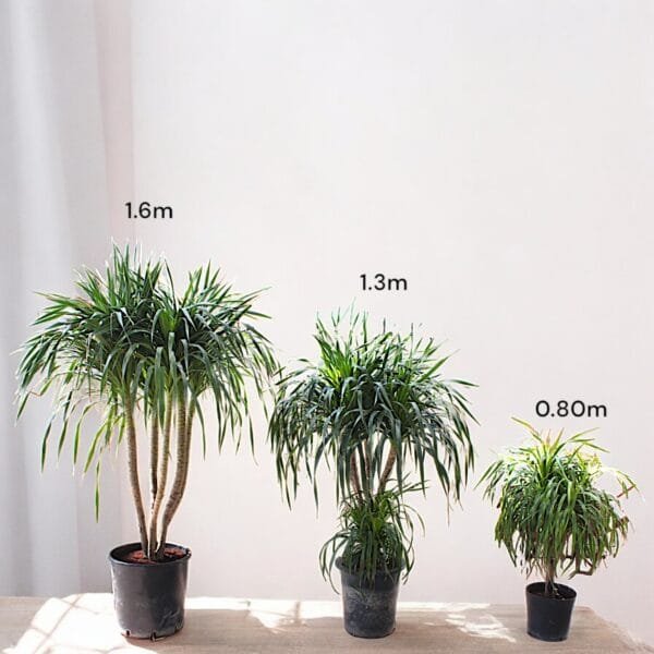 Dracena Draco Multi Stem