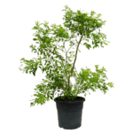 Murraya Paniculata (Orange Jasmine Plant)