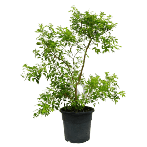 Murraya Paniculata (Orange Jasmine Plant)