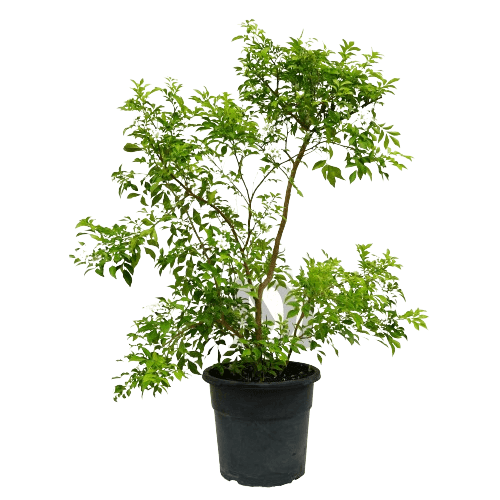 Murraya Paniculata (Orange Jasmine Plant)